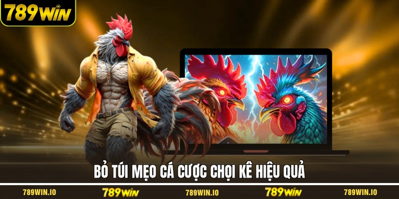 Bỏ túi mẹo cá cược chọi kê hiệu quả