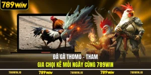 Đá gà Thomo