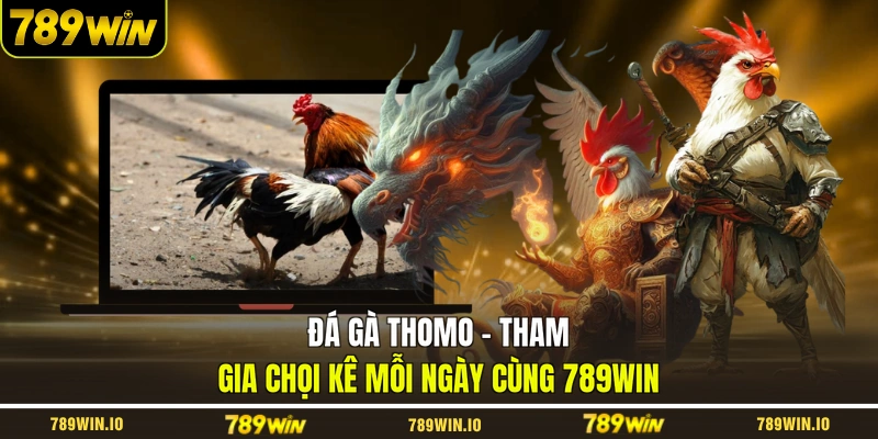 Đá gà Thomo